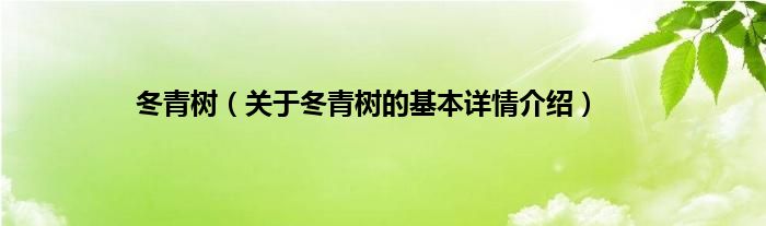 冬青树（关于冬青树的基本详情介绍）