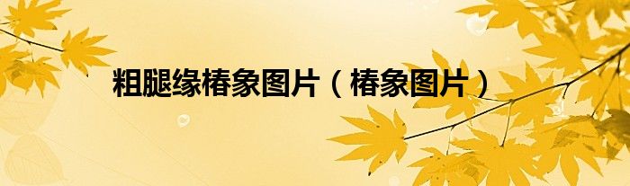 粗腿缘椿象图片(椿象图片)