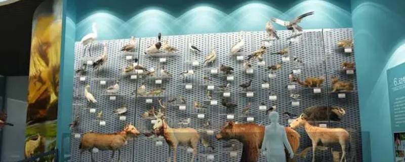 动物标本制作室的标准与要求